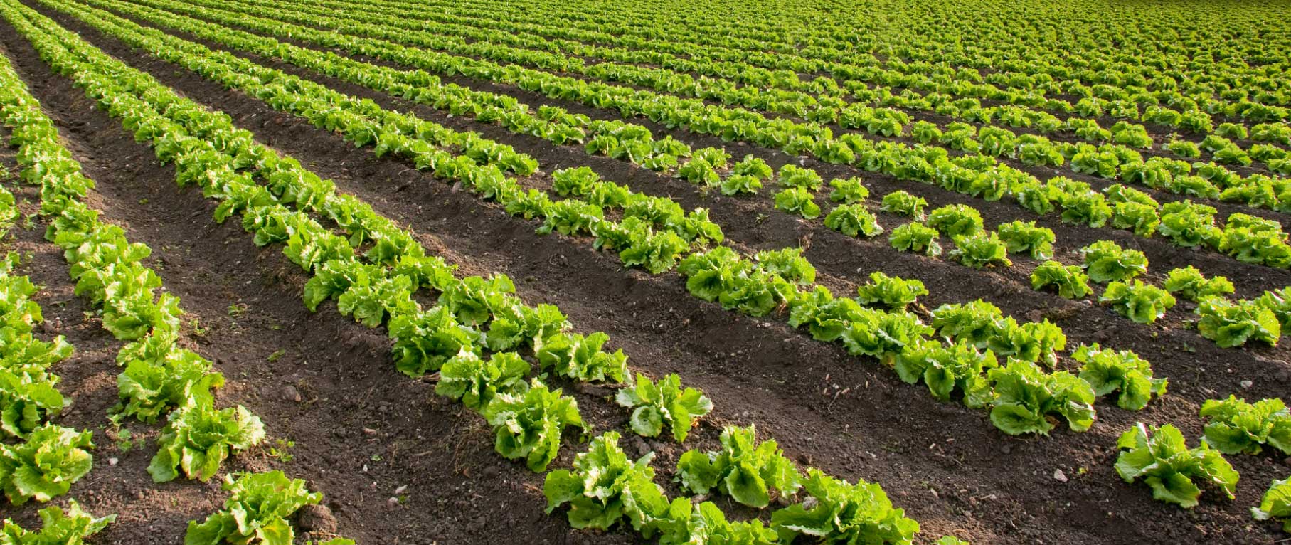 Riego por goteo para una mejor producción de verduras en campo abierto