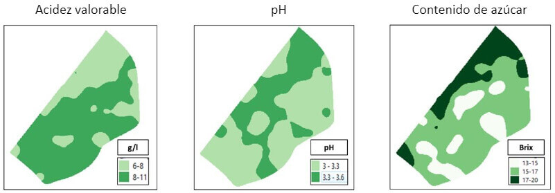 DISTRIBUTION OF SOME QUALITY MUSTS PARAMETERS WITHIN THE VINEYARD