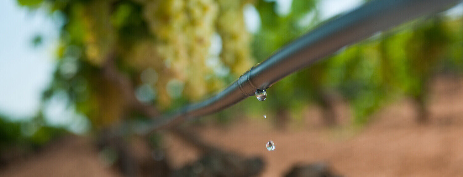 Modelos de riego de precisión | garantizar una gestión óptima del agua