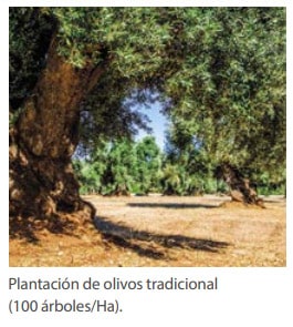 Plantación de olivos a la antigua (100 árboles/Ha)