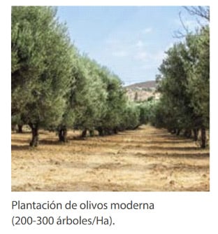 Plantación moderna de olivos (200-300 árboles/Ha)