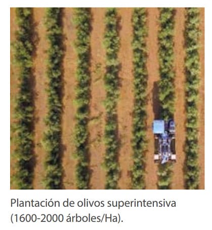 Plantación de olivos de súper alta densidad (1600-2000 árboles/Ha)