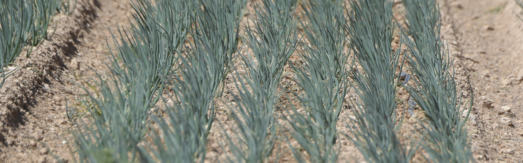 Plantación directa con semillas de cebollas, zanahorias y frutillas