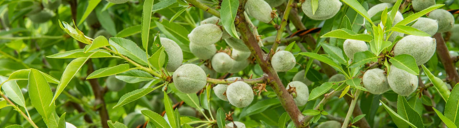 Rivulis se asocia con la granja Agrotecnológica Veracruz Almonds en una prueba pionera.