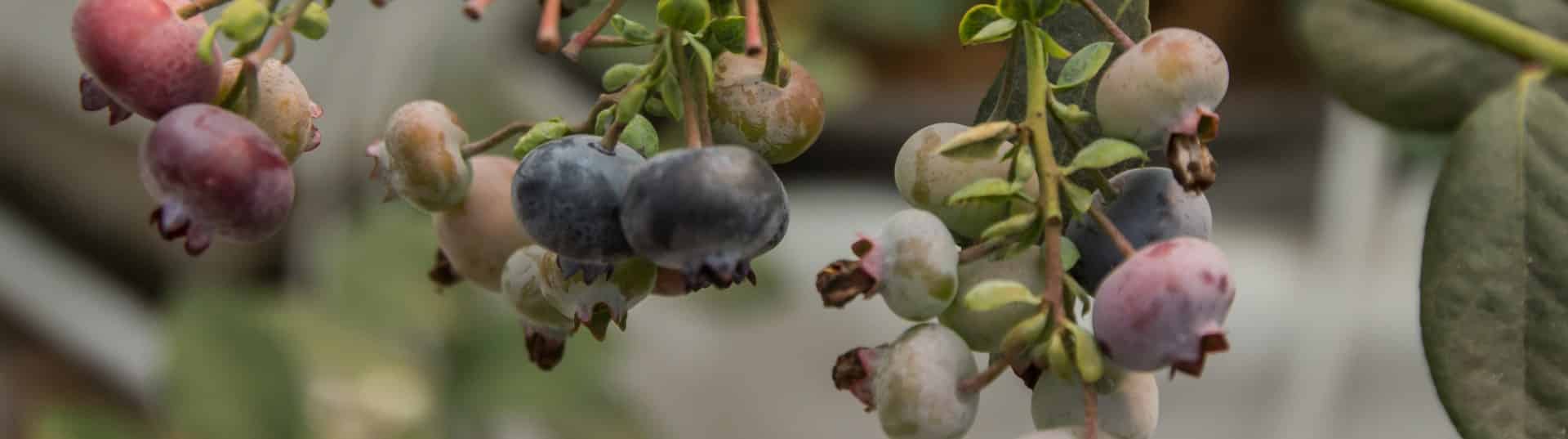 Cultivo Comercial de Arándanos sin Suelo: Técnicas e Innovaciones