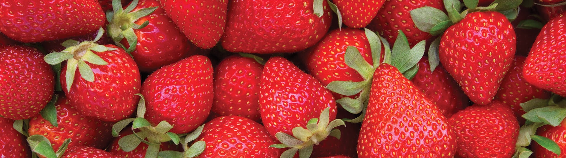 La guía definitiva para el cultivo de fresas agrícolas