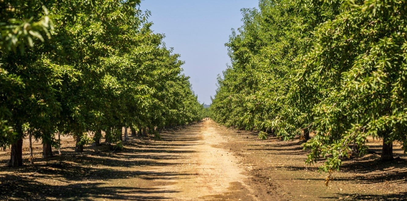 Uso y Gestión del Agua de Almendras