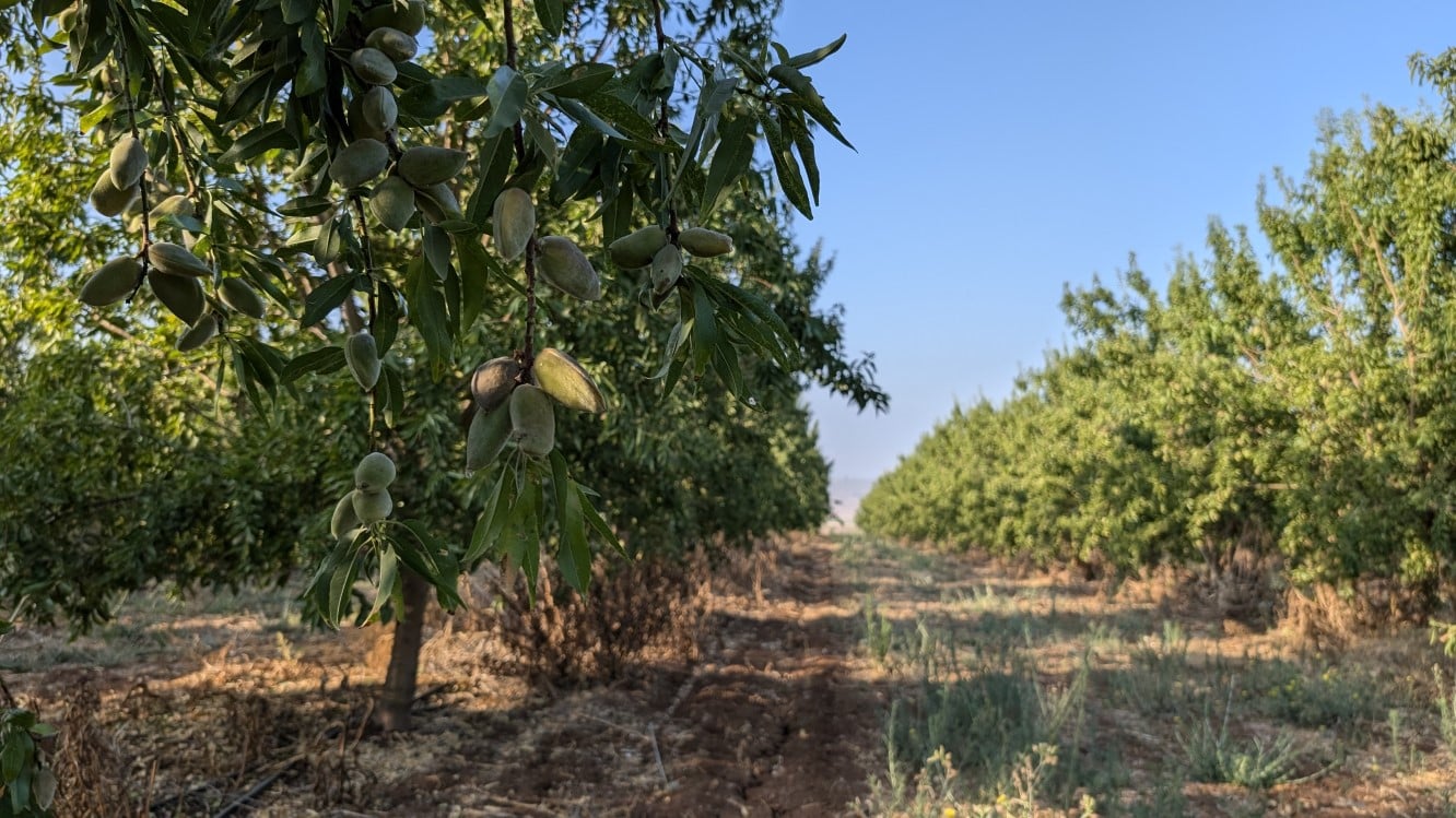 Recolección de la almendra y manejo postcosecha