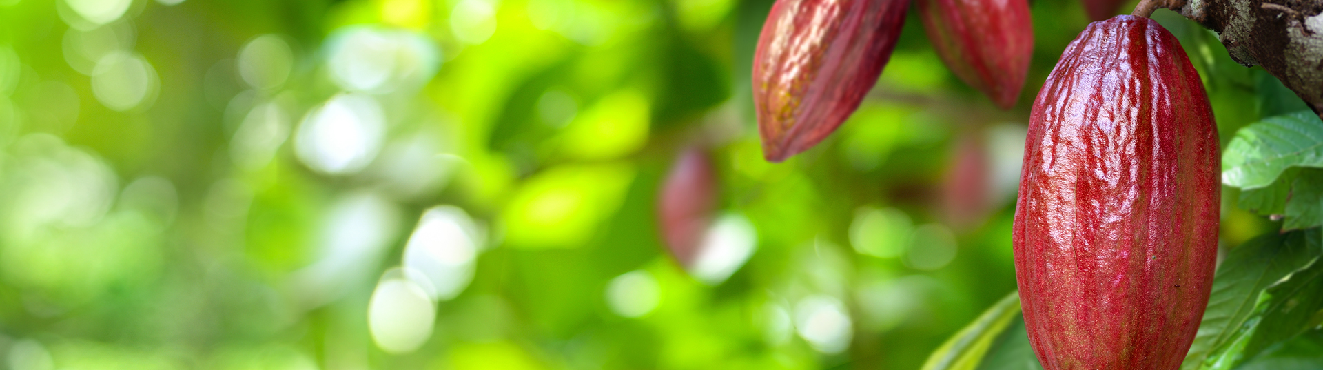 Riego eficiente: la clave para un cultivo de cacao sostenible