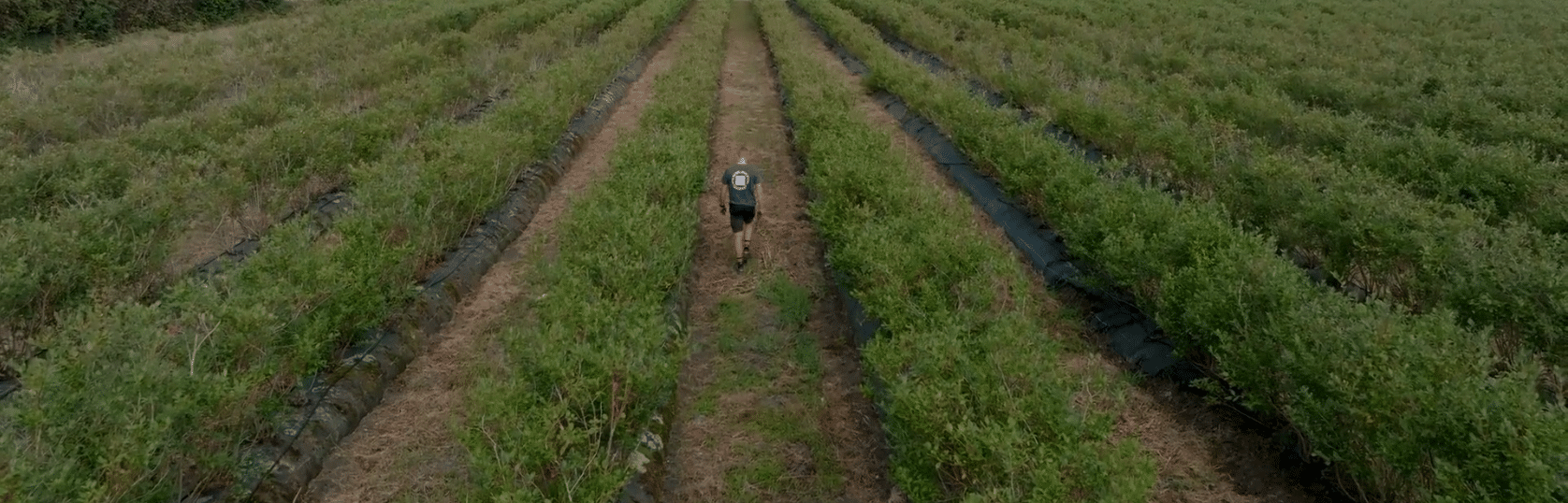 Rivulis: riego de precisión para cultivos de espárrago y arándano