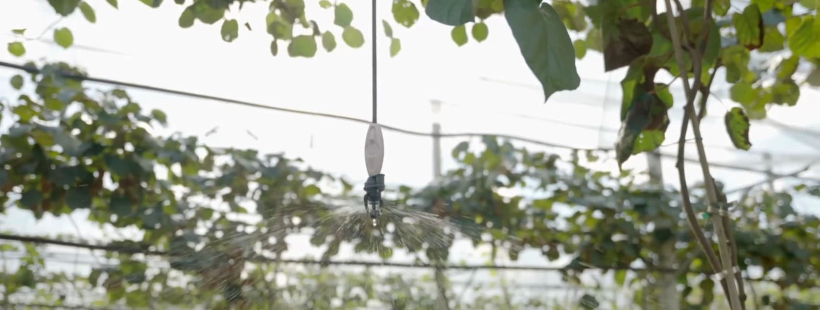 Protección de los huertos de kiwi frente a riesgos climáticos mediante riego de precisión