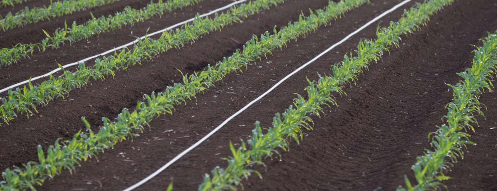 Rivulis lanza recurso educativo para ayudar a los agricultores a elegir el sistema de riego adecuado para cultivos en hilera